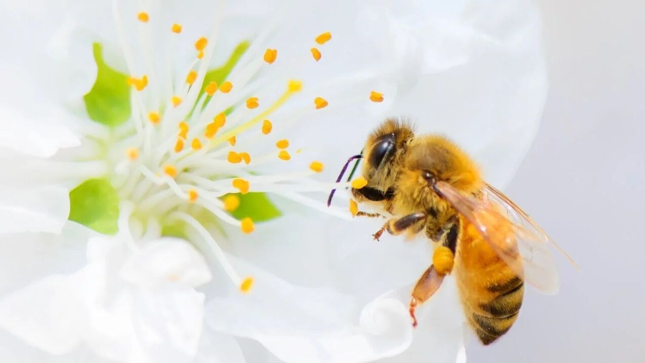 збільшення члена за допомогою укусів бджіл