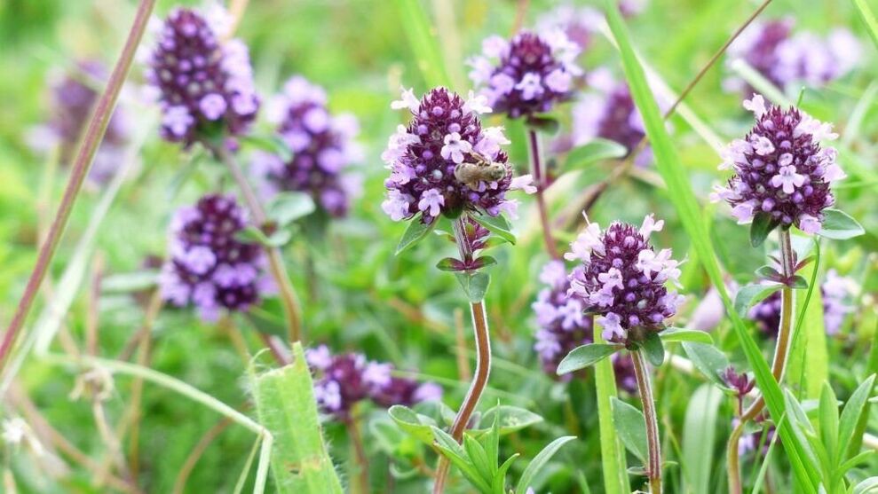 трава чебрецю для збільшення пеніса